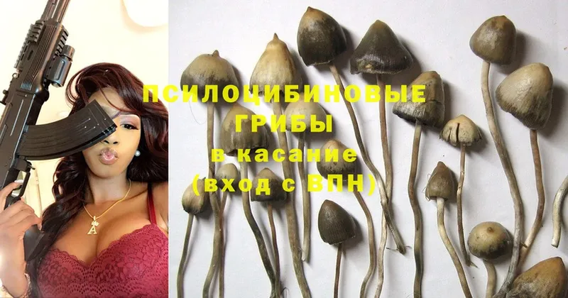 OMG зеркало  Северская  Галлюциногенные грибы Psilocybine cubensis  как найти  